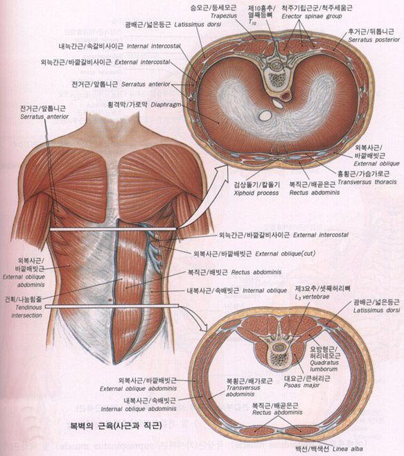 복벽의 근육 (사근과직근)